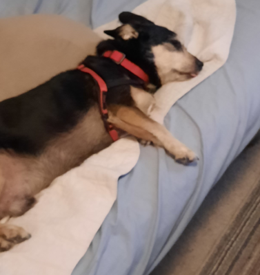 Lethargy in Dogs: When to Push for a Full Thyroid Panel