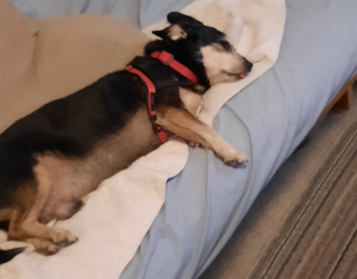 Jack Feeling Lethargic for the Day