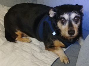 BellenPaws.com - Jack on Futon