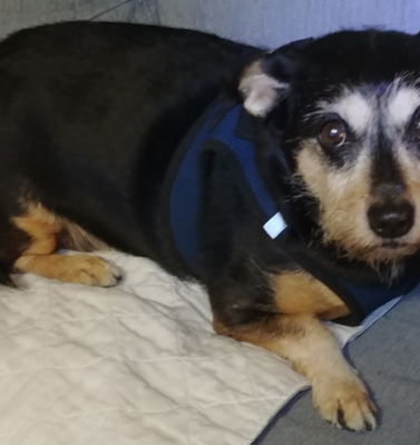 When Behavior Changes Signal Medical Issues in Pets