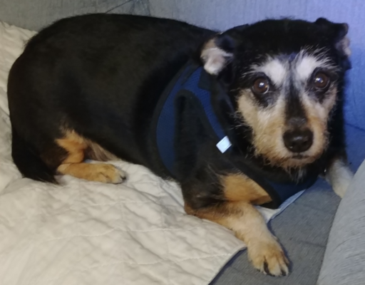 BellenPaws.com - Jack on Futon