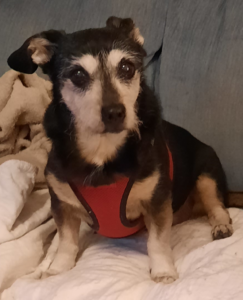 BellenPaws.com - Jack on Futon