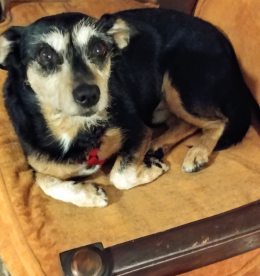 Glucosamine, Chondroitin, and Beyond: Which Joint Supplements Actually Help Senior Pets?