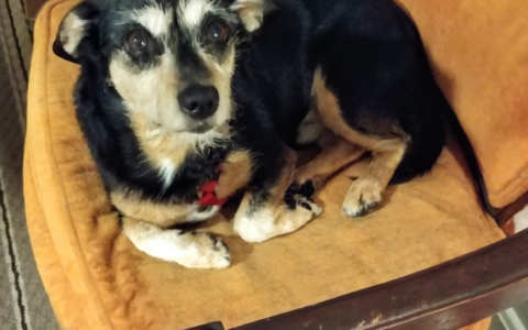 Glucosamine, Chondroitin, and Beyond: Which Joint Supplements Actually Help Senior Pets?