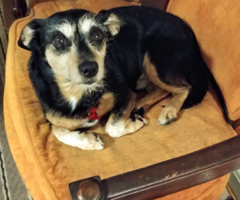 Glucosamine, Chondroitin, and Beyond: Which Joint Supplements Actually Help Senior Pets?