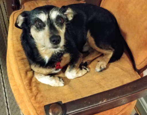 BellenPaws.com - Jack Chillin in the chair