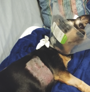 Jack in Cone After Injury