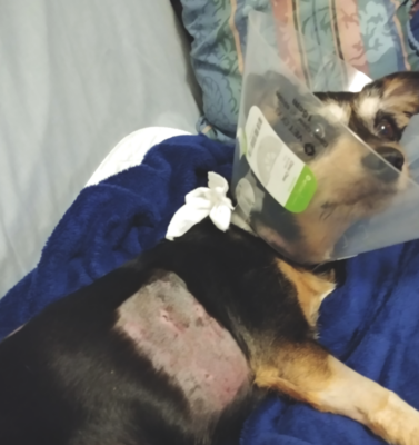 Assembling the Ultimate Pet First-Aid Kit from Scratch