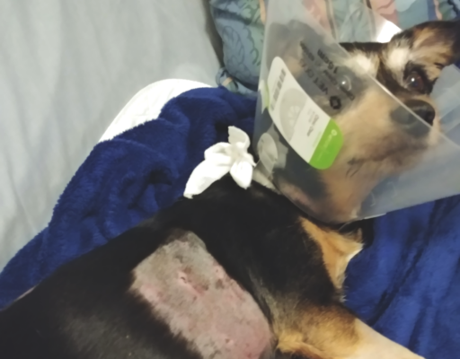 Jack in Cone After Injury