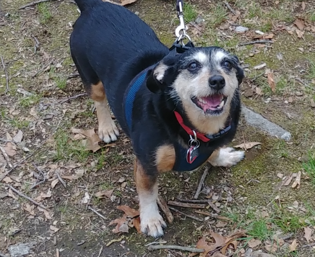 Jack in the Park