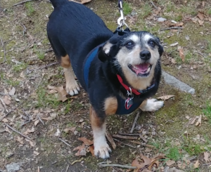 Jack in the Park