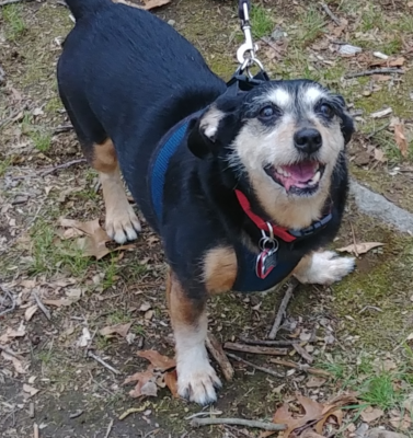 Leash Training Basics for Adopted Adult Dogs