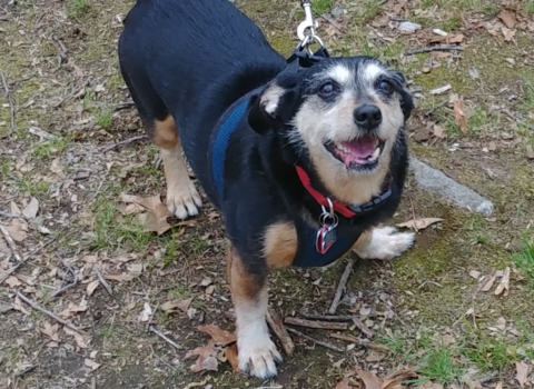 Leash Training Basics for Adopted Adult Dogs