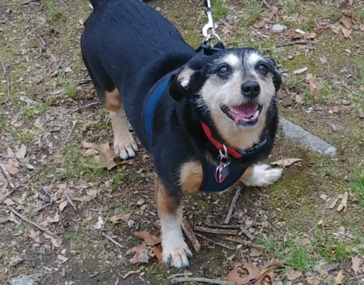 Jack in the Park