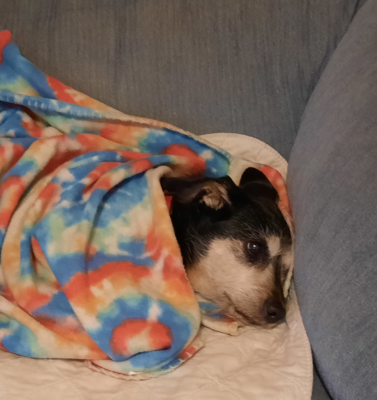 The Importance of Keeping Arthritic Pets Warm Year-Round