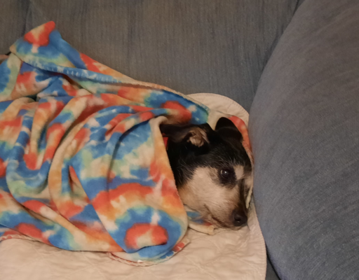 Jack Keeping Warm