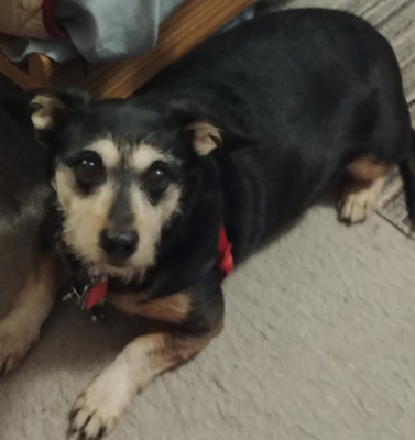 Grounding/Earthing for Dogs: Does Connecting with Nature Help?