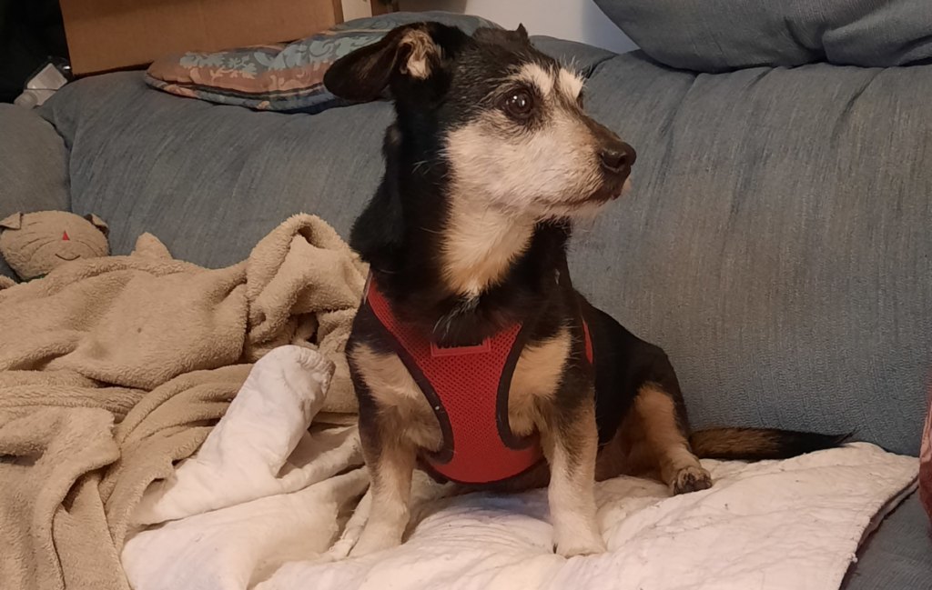 Jack on the Loveseat