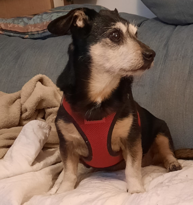Senior Weight Loss vs. Muscle Wasting: What Older Dogs and Cats Are Really Losing