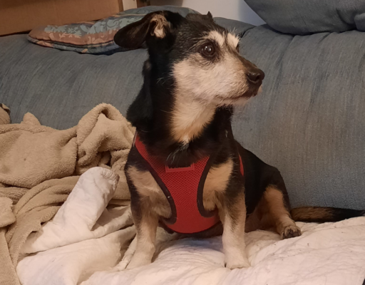 Jack on the Loveseat