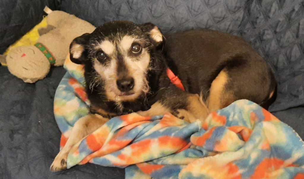 Jack on the Loveseat with his Cat Toy