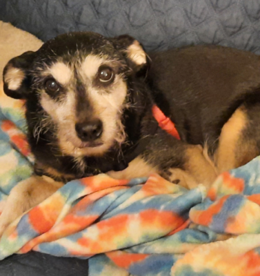 Recognizing the Subtle Difference Between Weakness and Joint Pain in Senior Pets