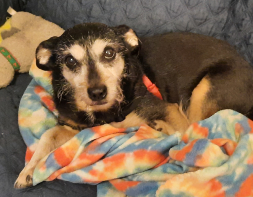 Jack on the Loveseat with his Cat Toy