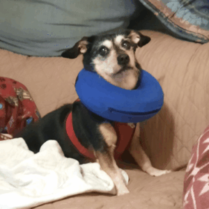 BellenPaws.com - Jack Pillow