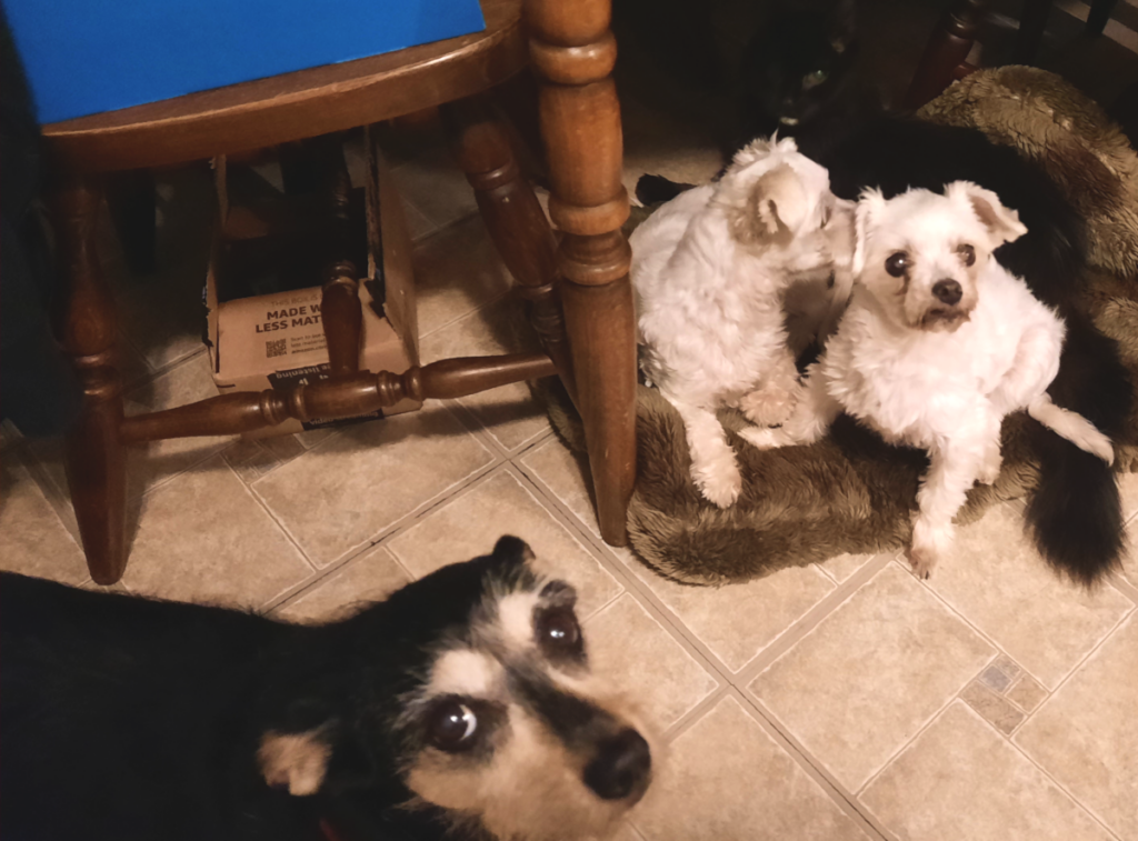 Jack, Sophie, Bella and Blackie