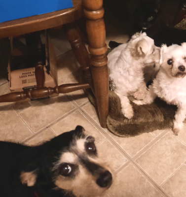 Transitioning an Older Pet to a New Diet Safely