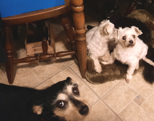 Jack, Sophie, Bella and Blackie