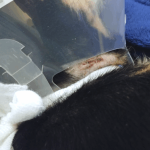 BellenPaws.com - Jack with stitches Cone 4