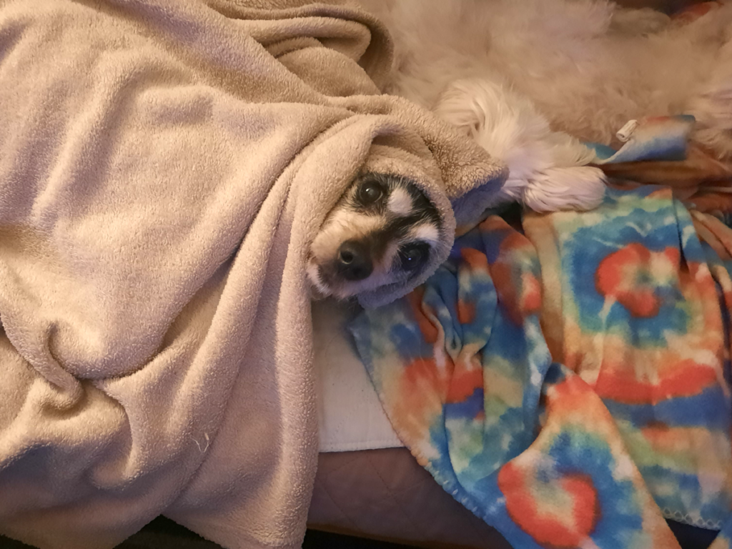 Jack Under Blankets