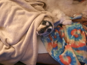Jack Under Blankets