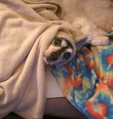 Building Confidence in a Timid or Fearful Adult Rescue Senior Dog