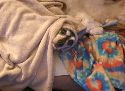 Building Confidence in a Timid or Fearful Adult Rescue Senior Dog