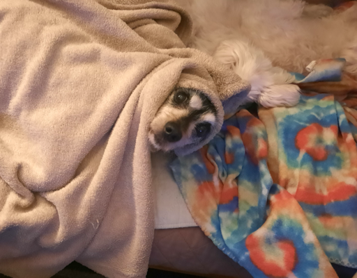 Jack Under Blankets