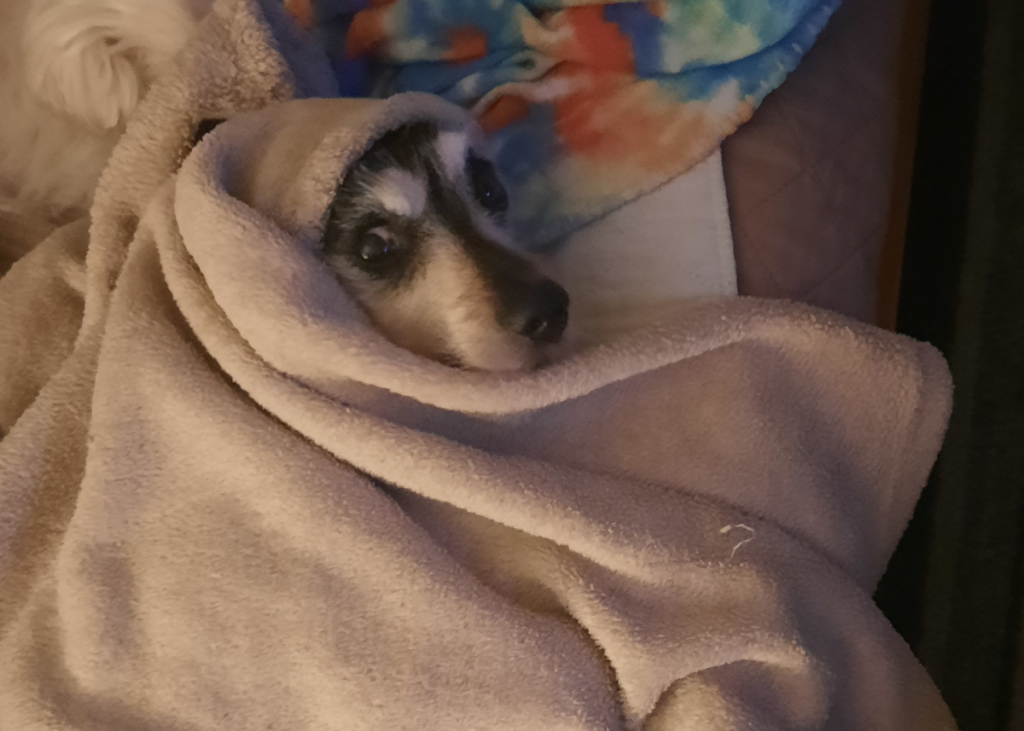 Jack Under His Blanket