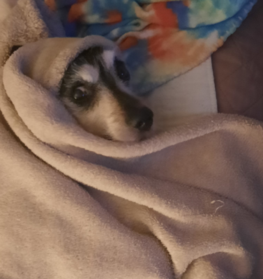 DIY Calming Wraps for Anxious Rescue Dogs: How to Repurpose Old Blankets Safely