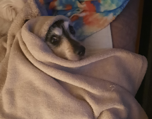 Jack Under His Blanket