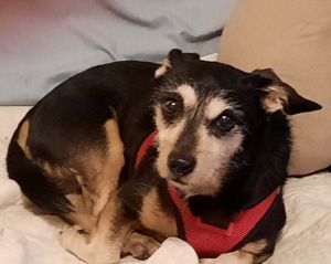 BellenPaws.com - Jack Waking Up