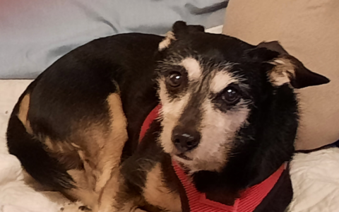 How Age Impacts Health Monitoring Needs