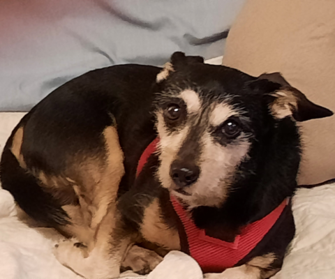 How Age Impacts Health Monitoring Needs