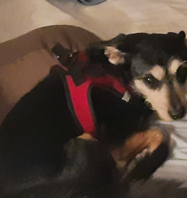 Mental Stimulation Games for Dogs on Restricted Exercise