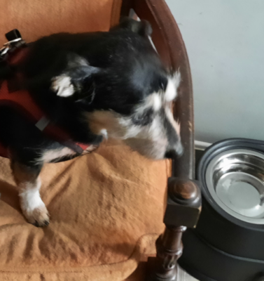 Elevated Bowls: A Simple Change That Isn’t Always So Simple