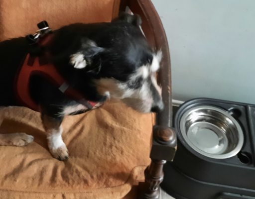 Jack With Raised Bowls