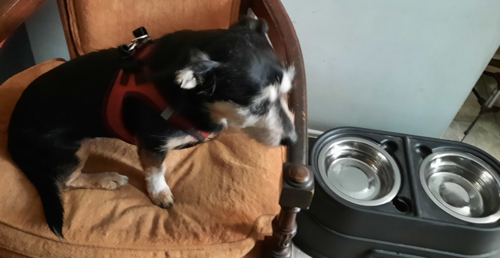 Jack With Raised Bowls