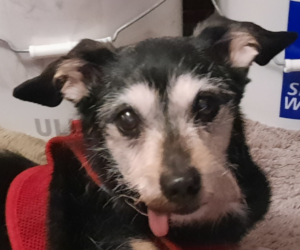 Jack with his Tongue Out