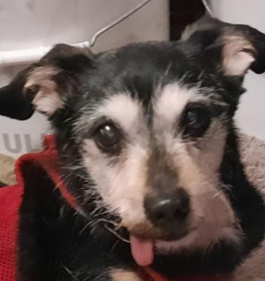 The Truth About Senior Pet Surrender Rates (And How to Help)