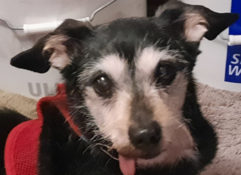 The Truth About Senior Pet Surrender Rates (And How to Help)